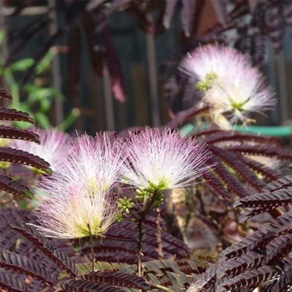 Albizzia julibrissin Summer Chocolate