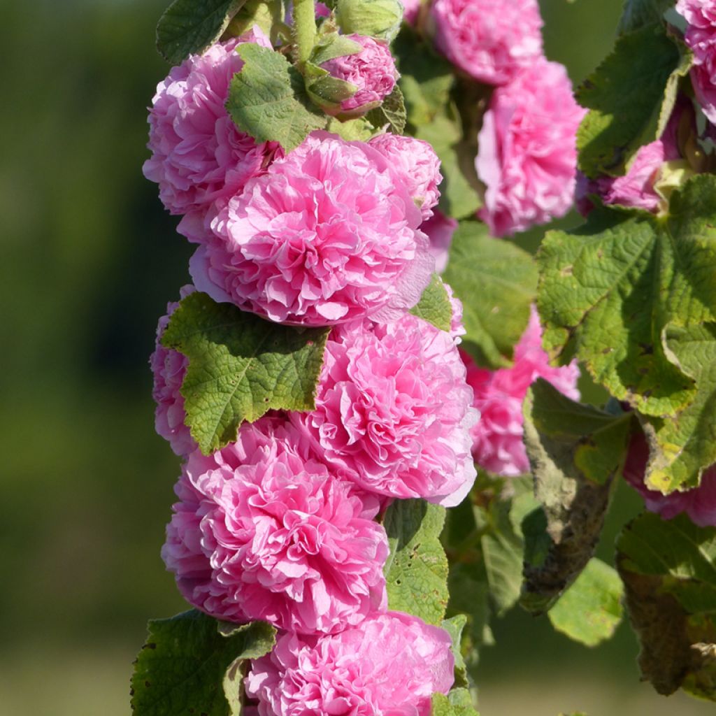 Alcea rosea Chater's Double Pink seeds - Hollyhock