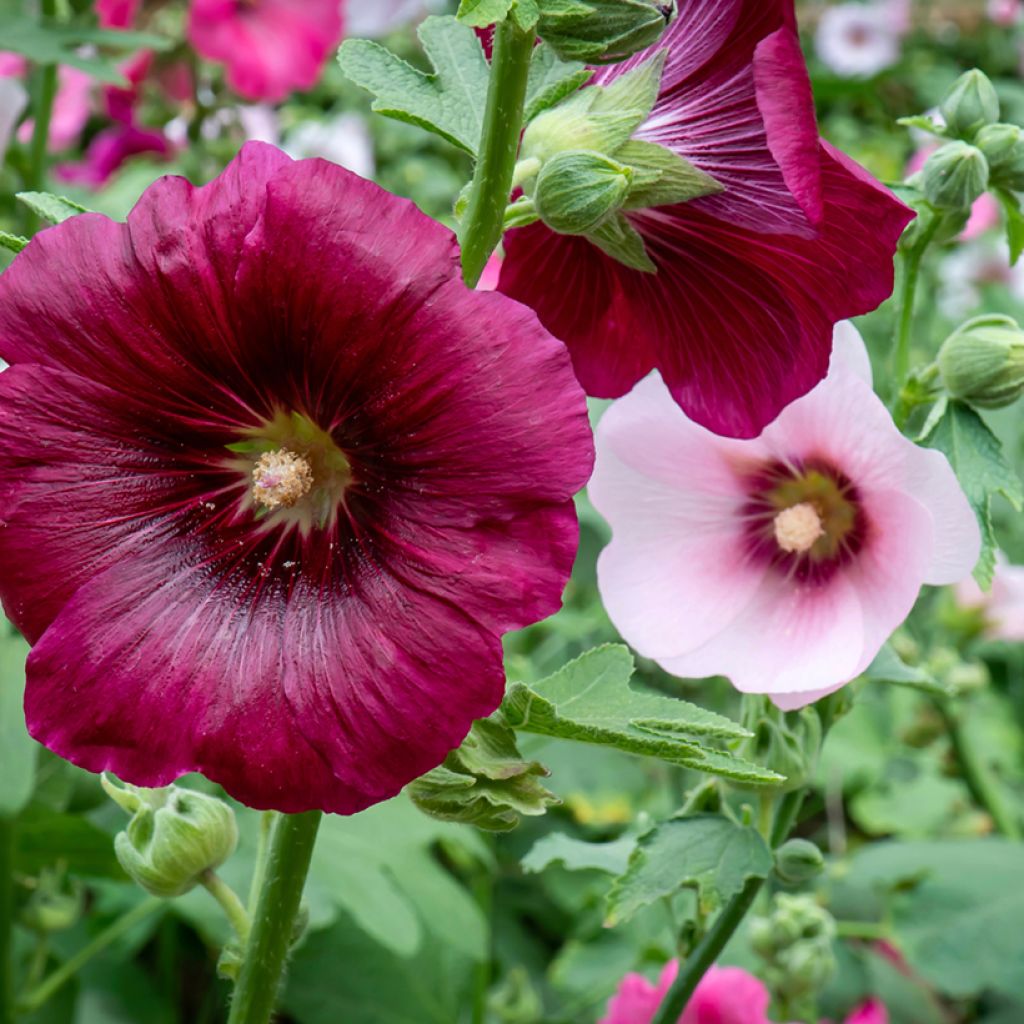 Alcea rosea 'Simplex'