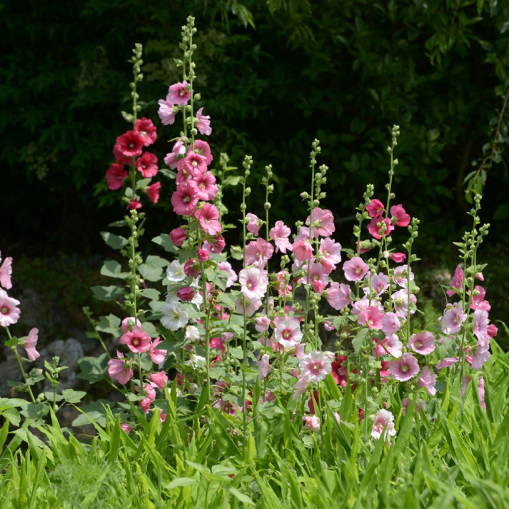 Alcea rosea 'Simplex'