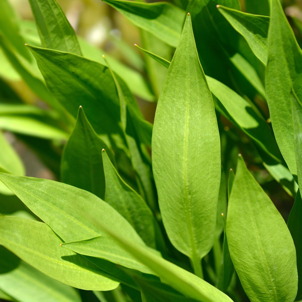 Alisma lanceolatum