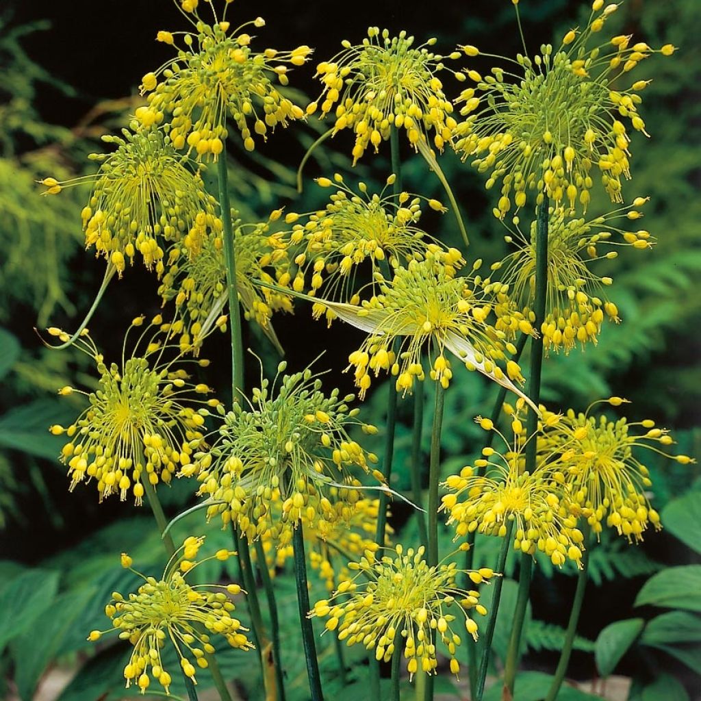 Allium flavum subsp. flavum