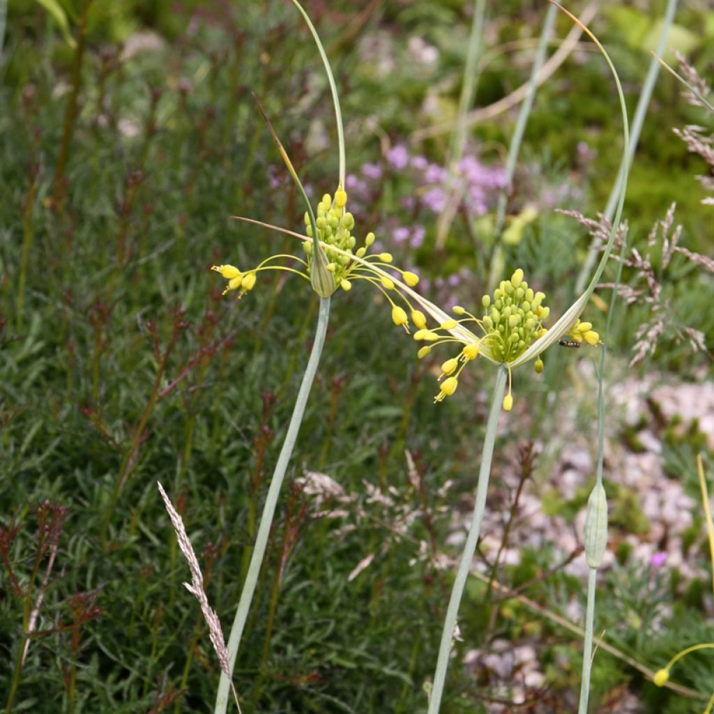 Allium flavum subsp. flavum