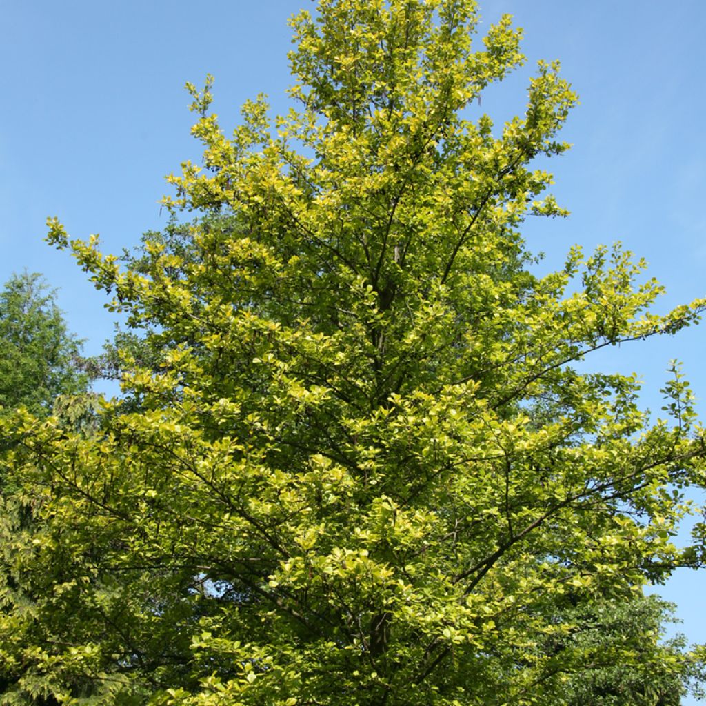 Alnus glutinosa Aurea - Common alder, Black alder, European alder