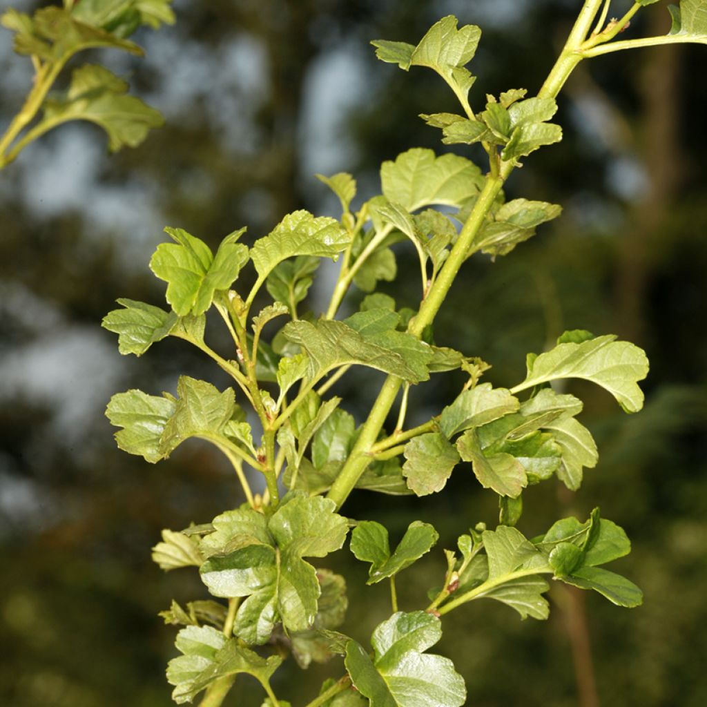 Alnus glutinosa Incisa - Black Alder