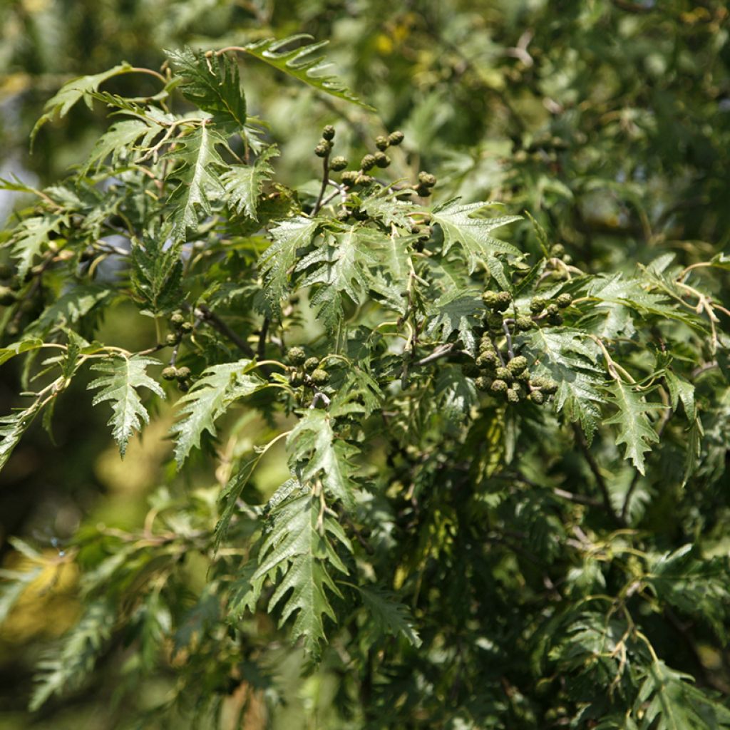 Alnus glutinosa Laciniata - Black Alder