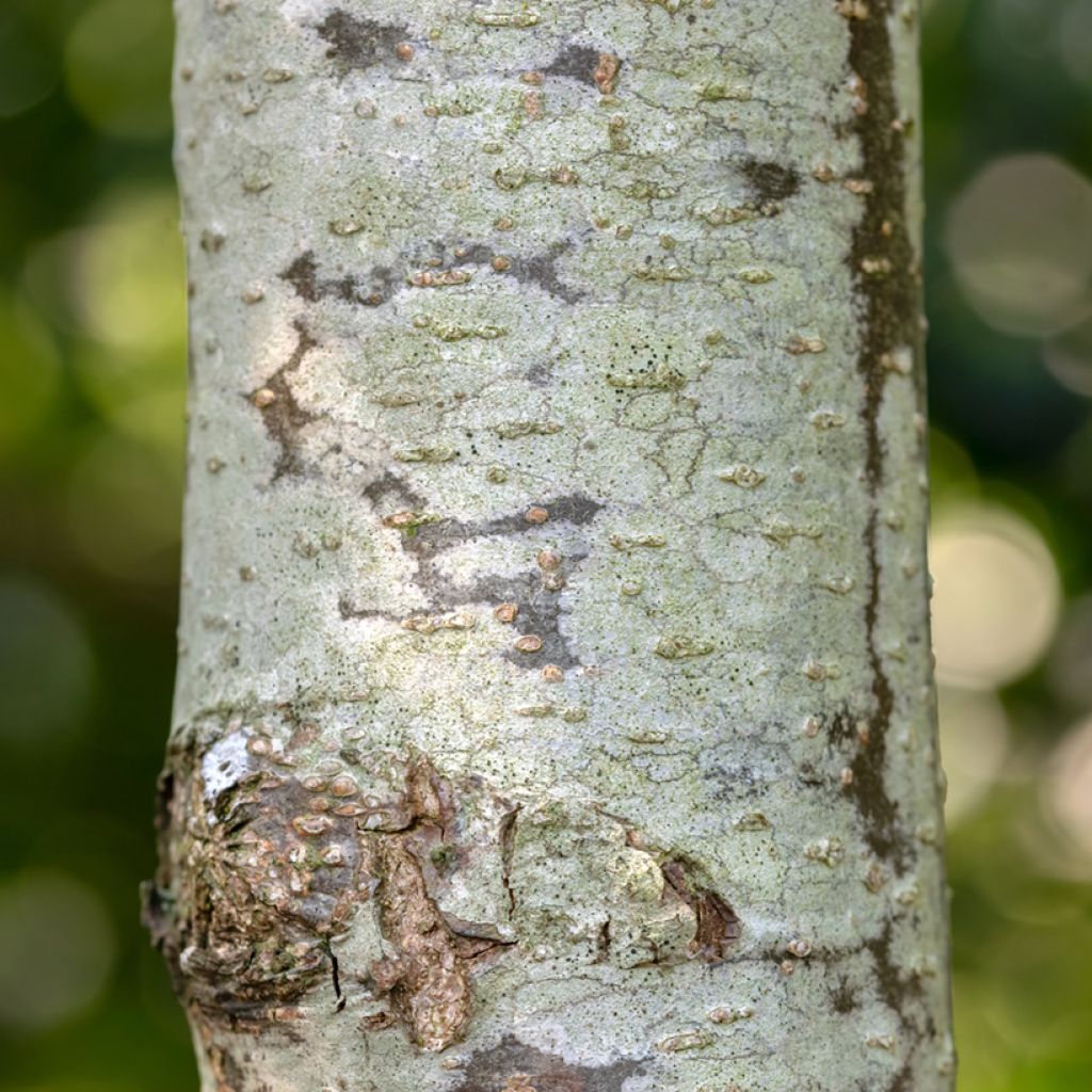 Alnus glutinosa Laciniata - Black Alder