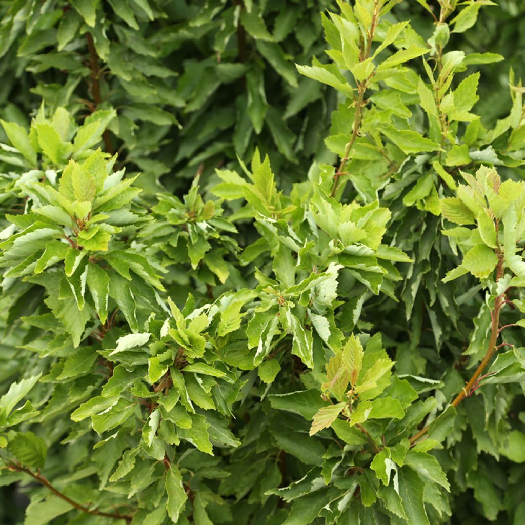 Alnus incana Monstrosa - Grey Alder