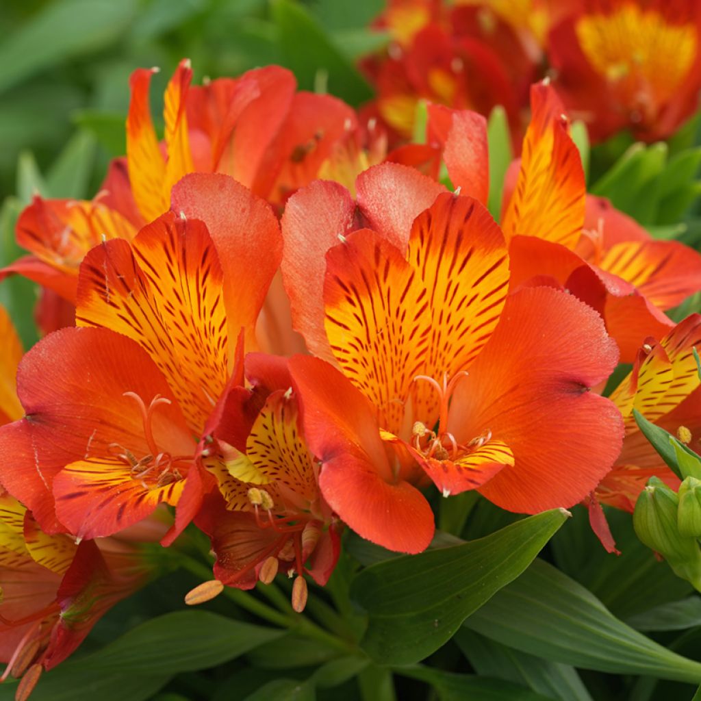 Alstroemeria Inca Classic - Peruvian Lily