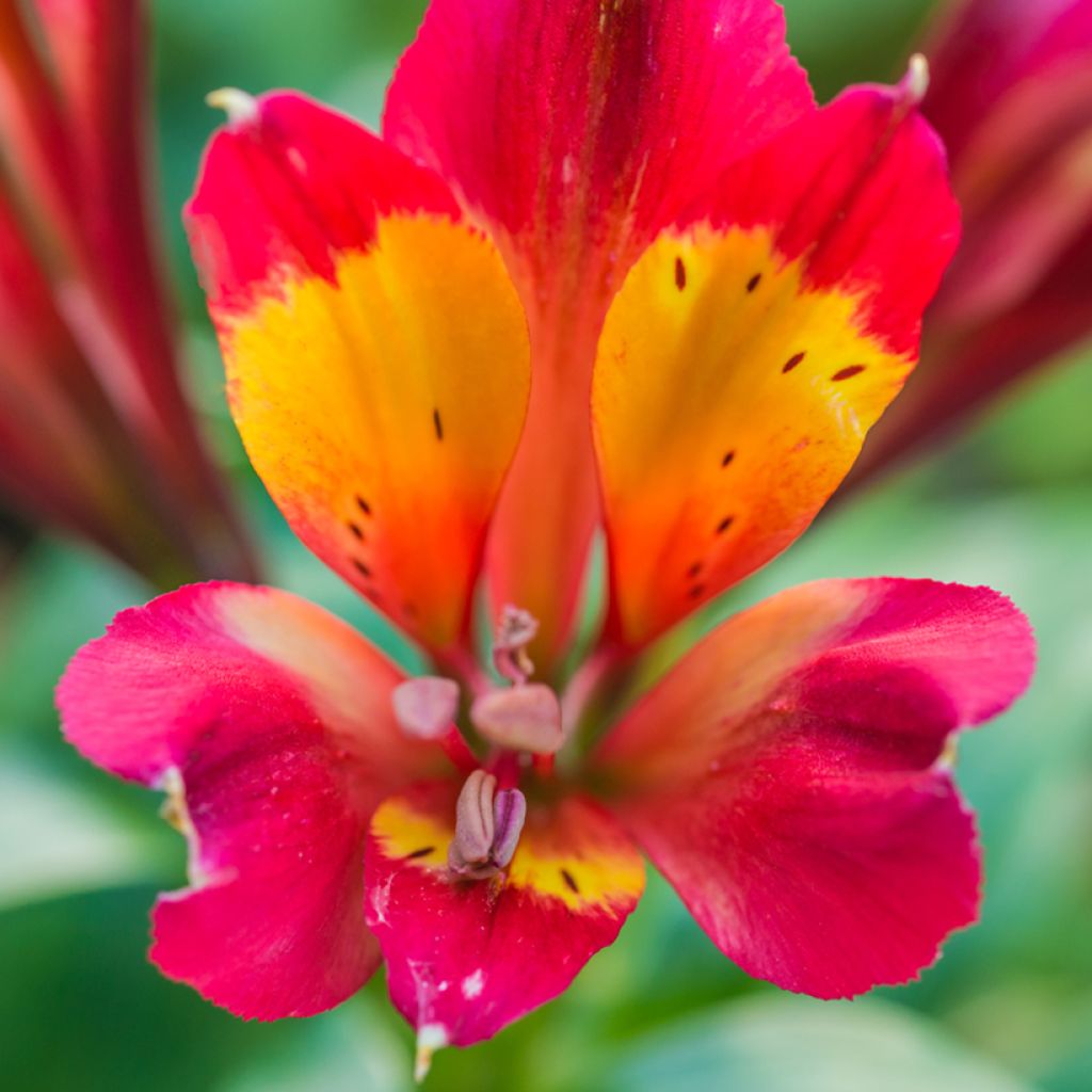 Alstroemeria Inca Pulse - Peruvian Lily