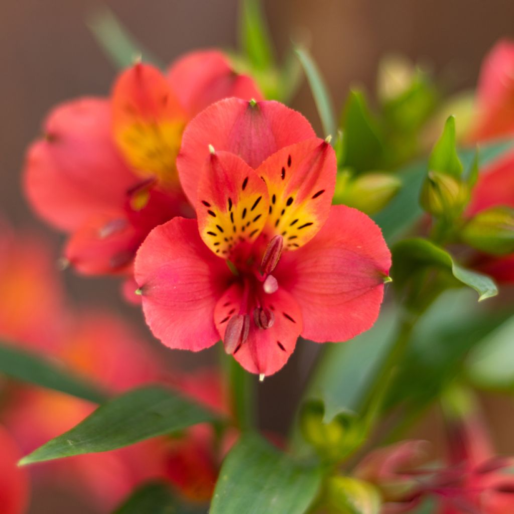 Alstroemeria Summer Paradise Holiday Valley