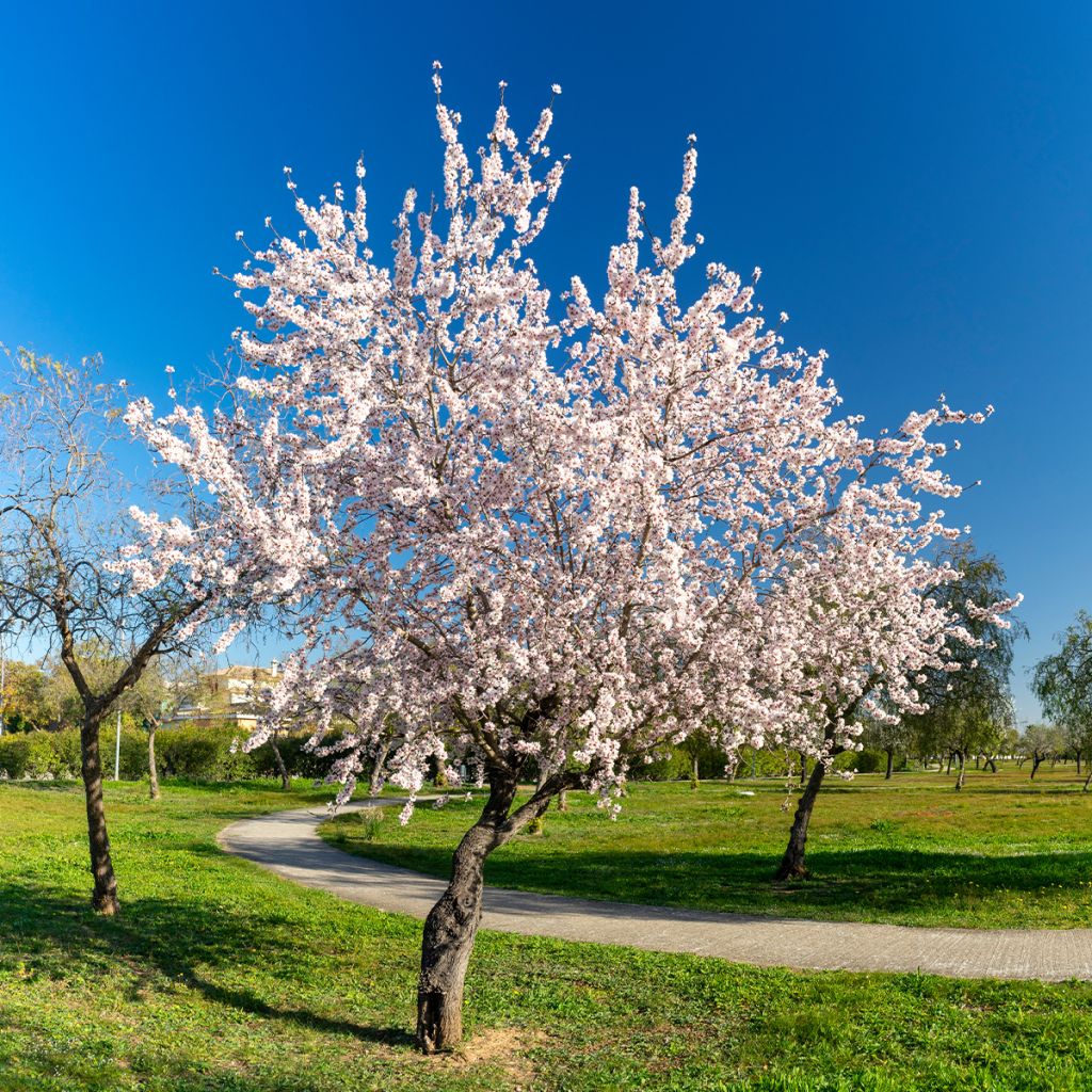 Common Almond Tree - Prunus dulcis