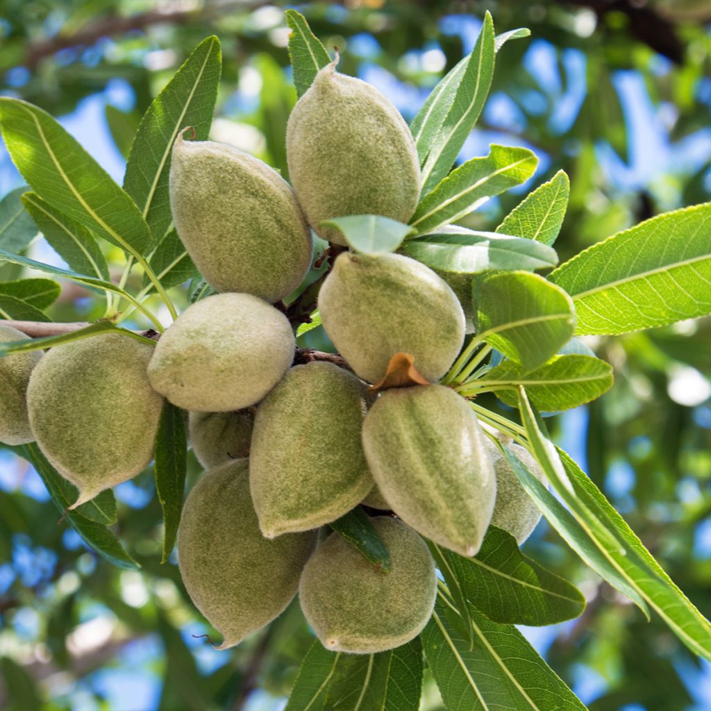 Common Almond Tree - Prunus dulcis