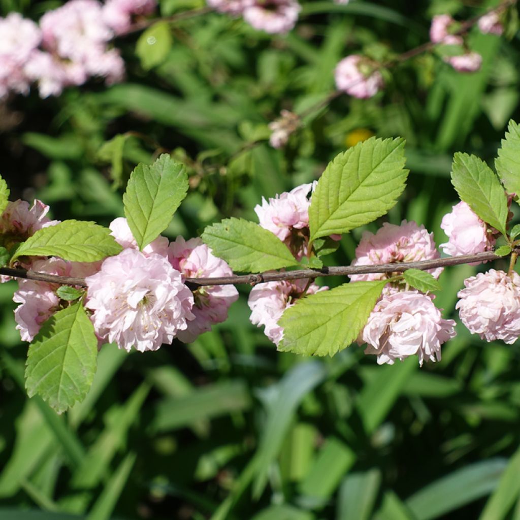 Prunus triloba Multiplex - Flowering Almond