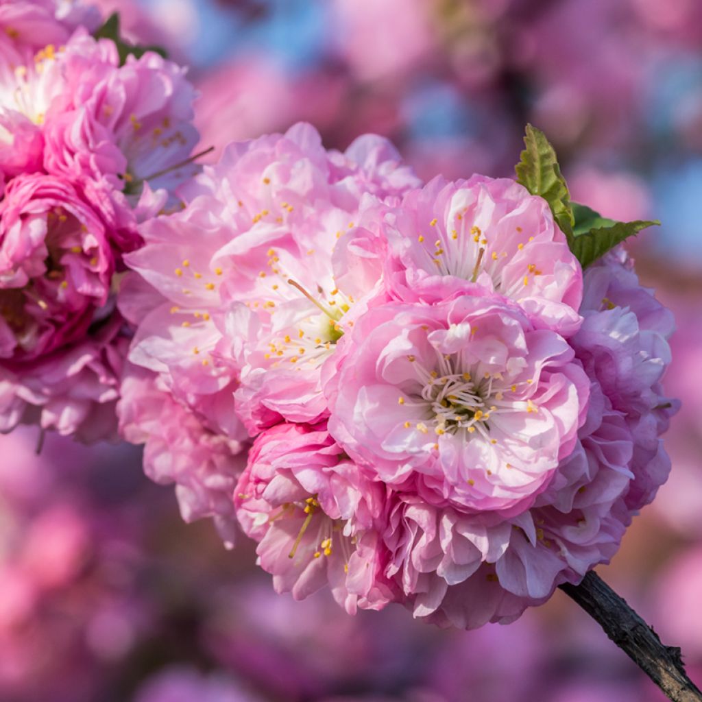 Prunus triloba - Flowering Almond