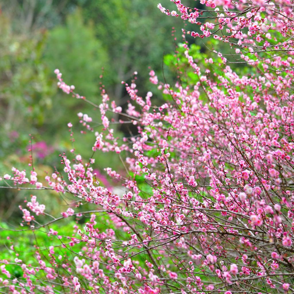 Prunus triloba - Flowering Almond