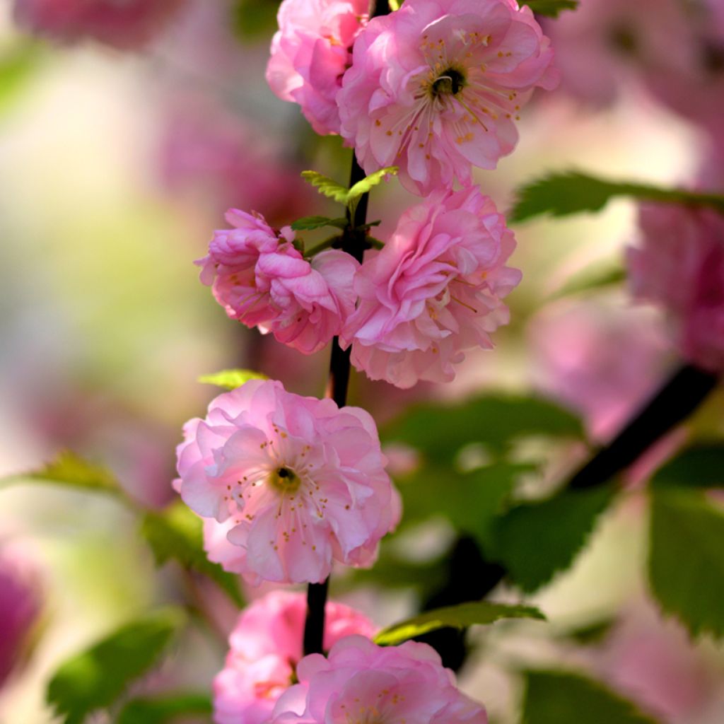 Prunus triloba - Flowering Almond