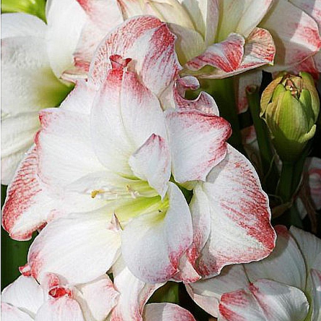 Hippeastrum Amadeus Candy - Amaryllis