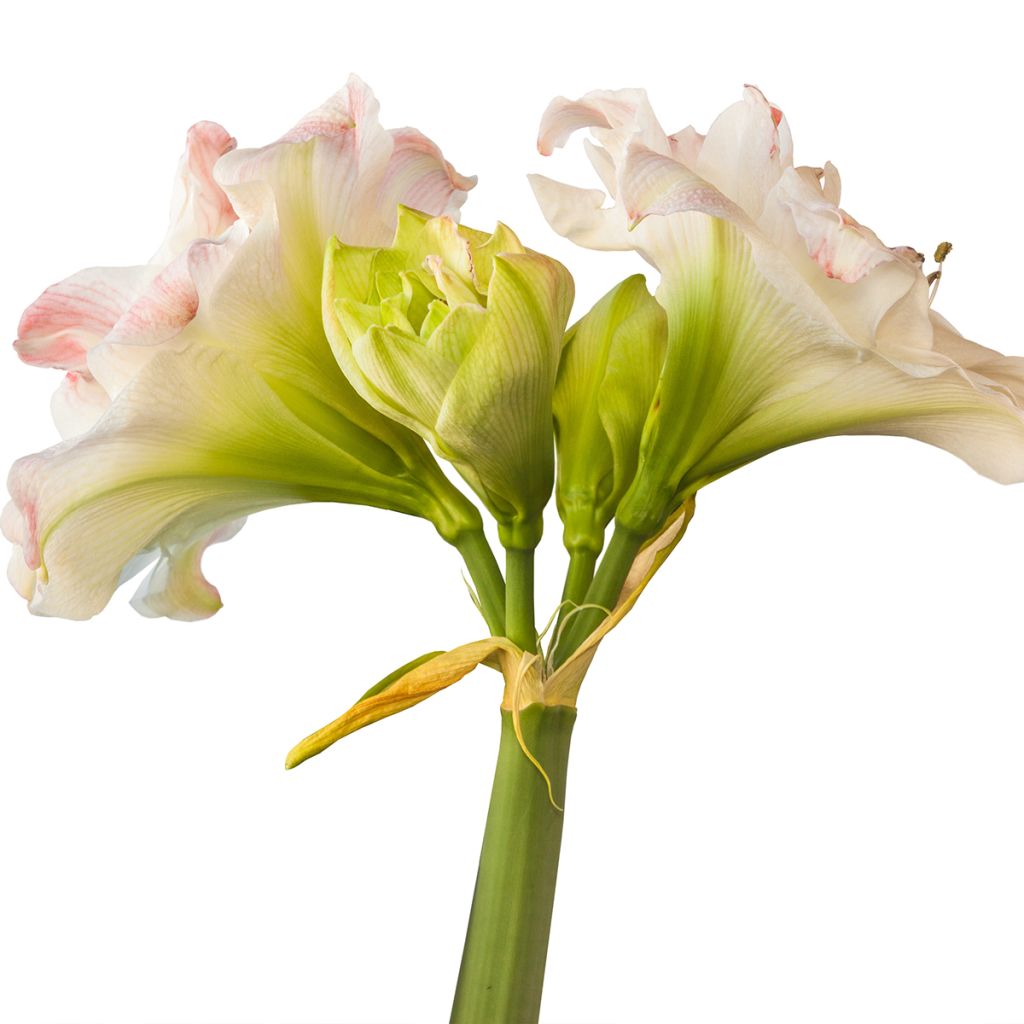 Hippeastrum Amadeus Candy - Amaryllis