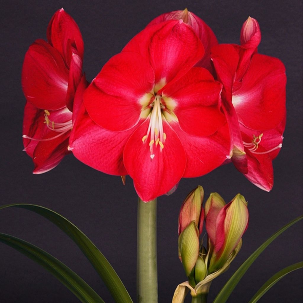 Amaryllis Candy Cream (Candy Queen) - Hippeastrum