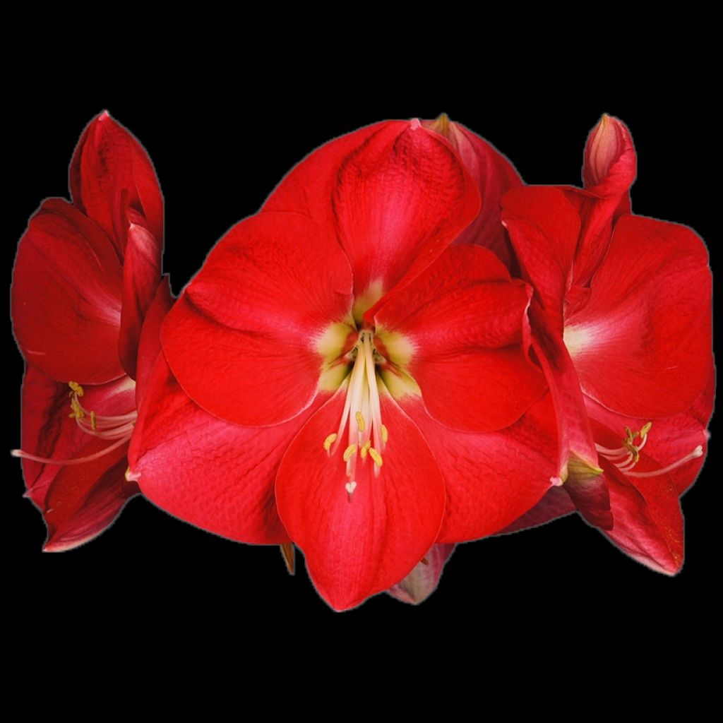 Amaryllis Candy Cream (Candy Queen) - Hippeastrum