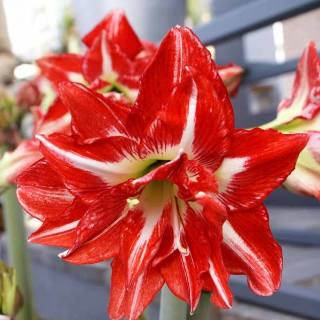 Hippeastrum Pasadena - Amaryllis