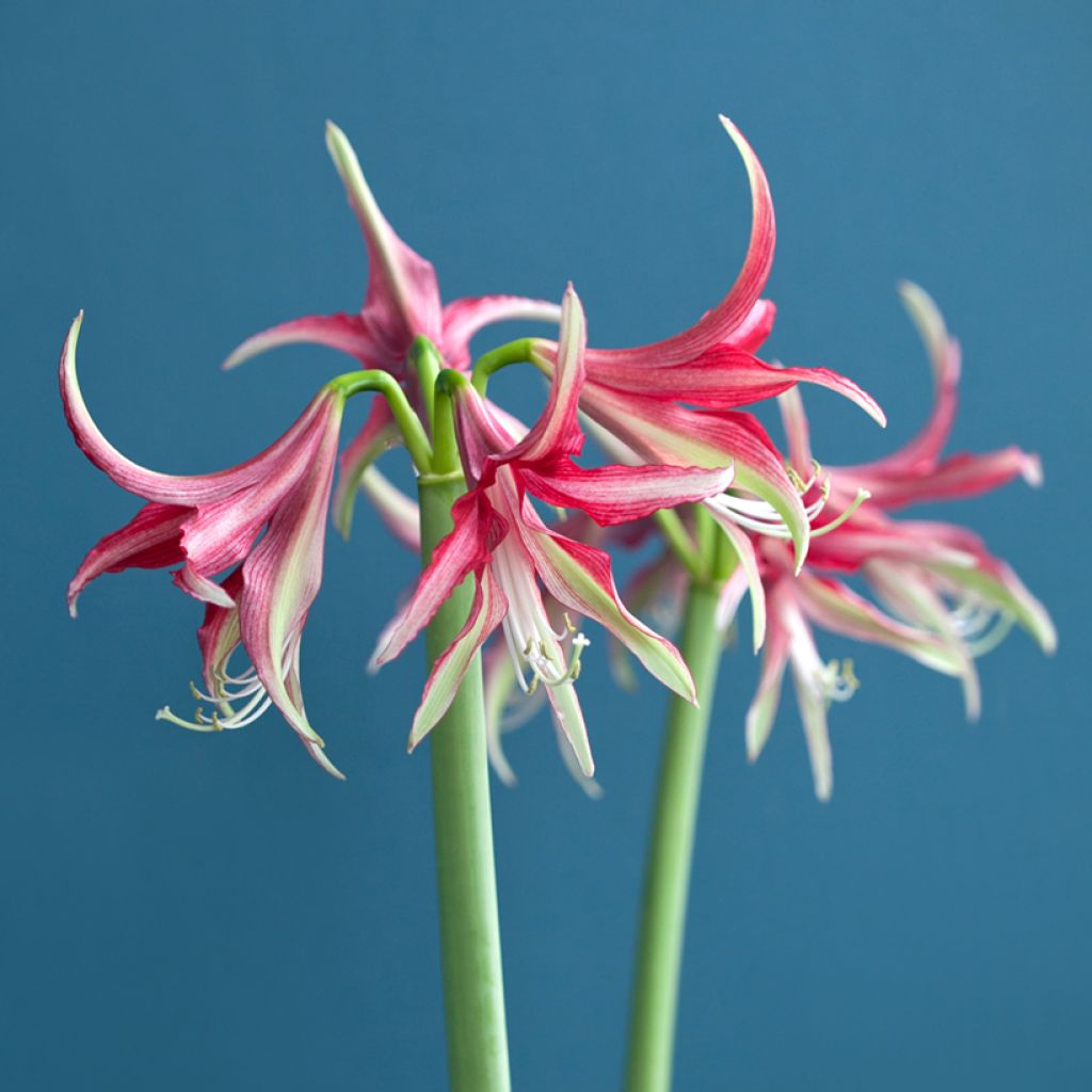 Hippeastrum Quito - Amaryllis