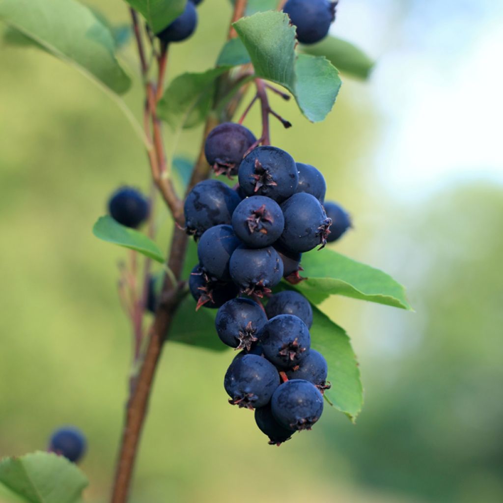 Amelanchier alnifolia Smoky