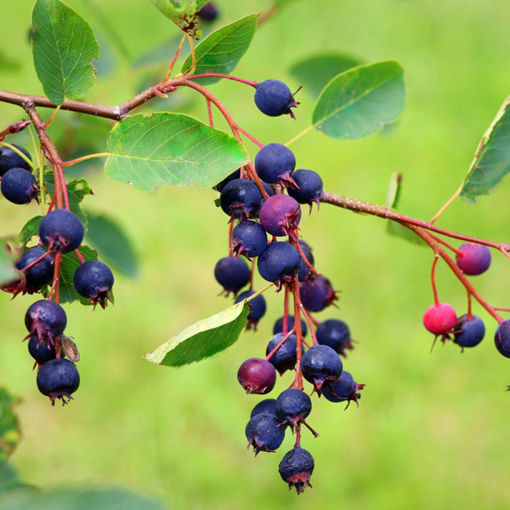 Amelanchier alnifolia