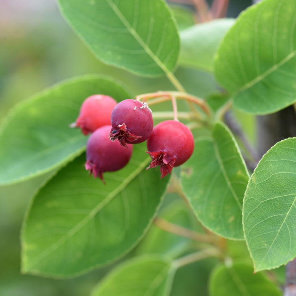 Amelanchier canadensis