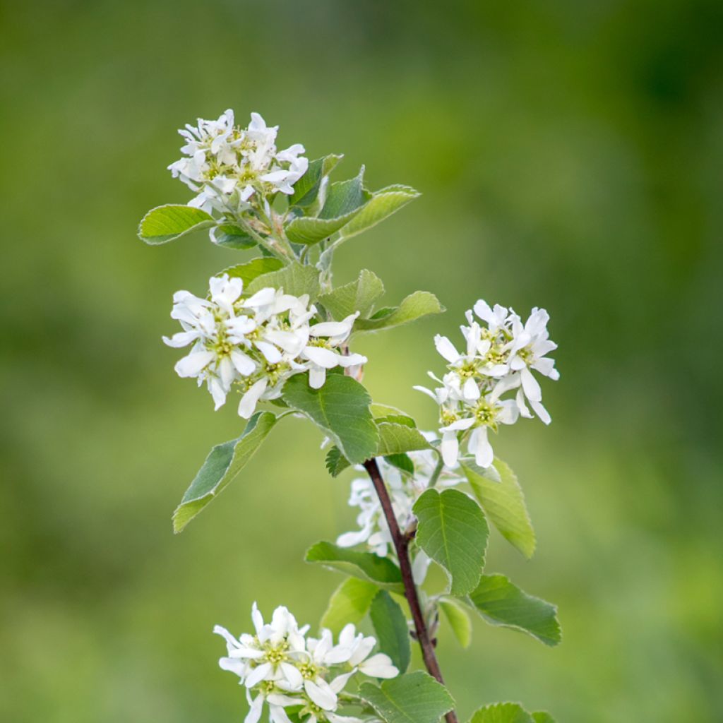 Amelanchier canadensis