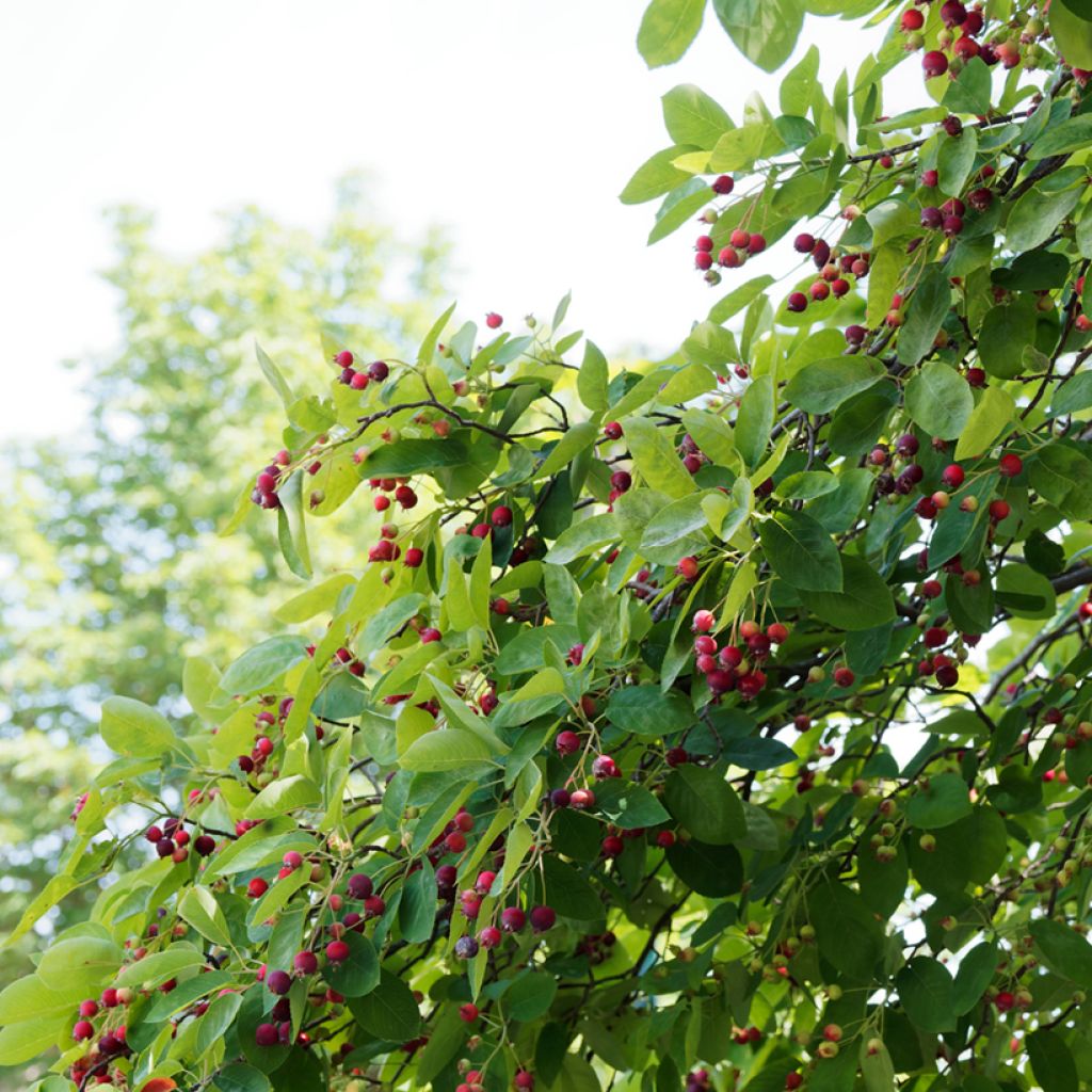 Amelanchier canadensis