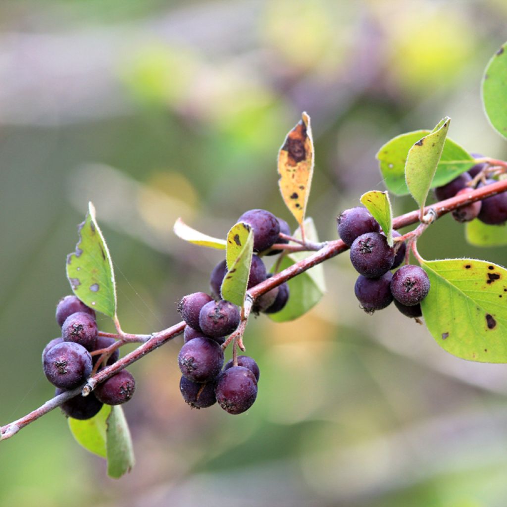 Amelanchier spicata