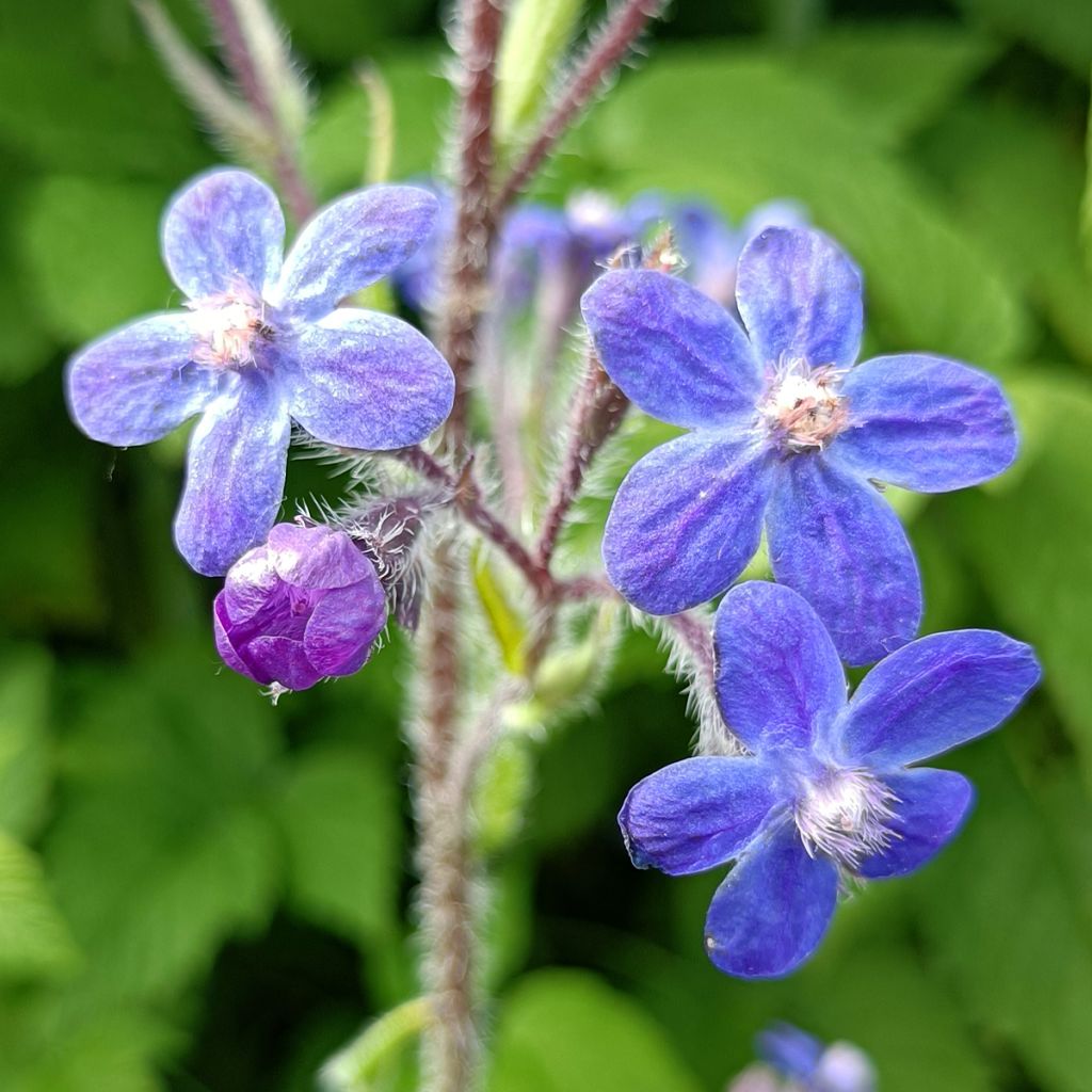 Anchusa azurea Dropmore