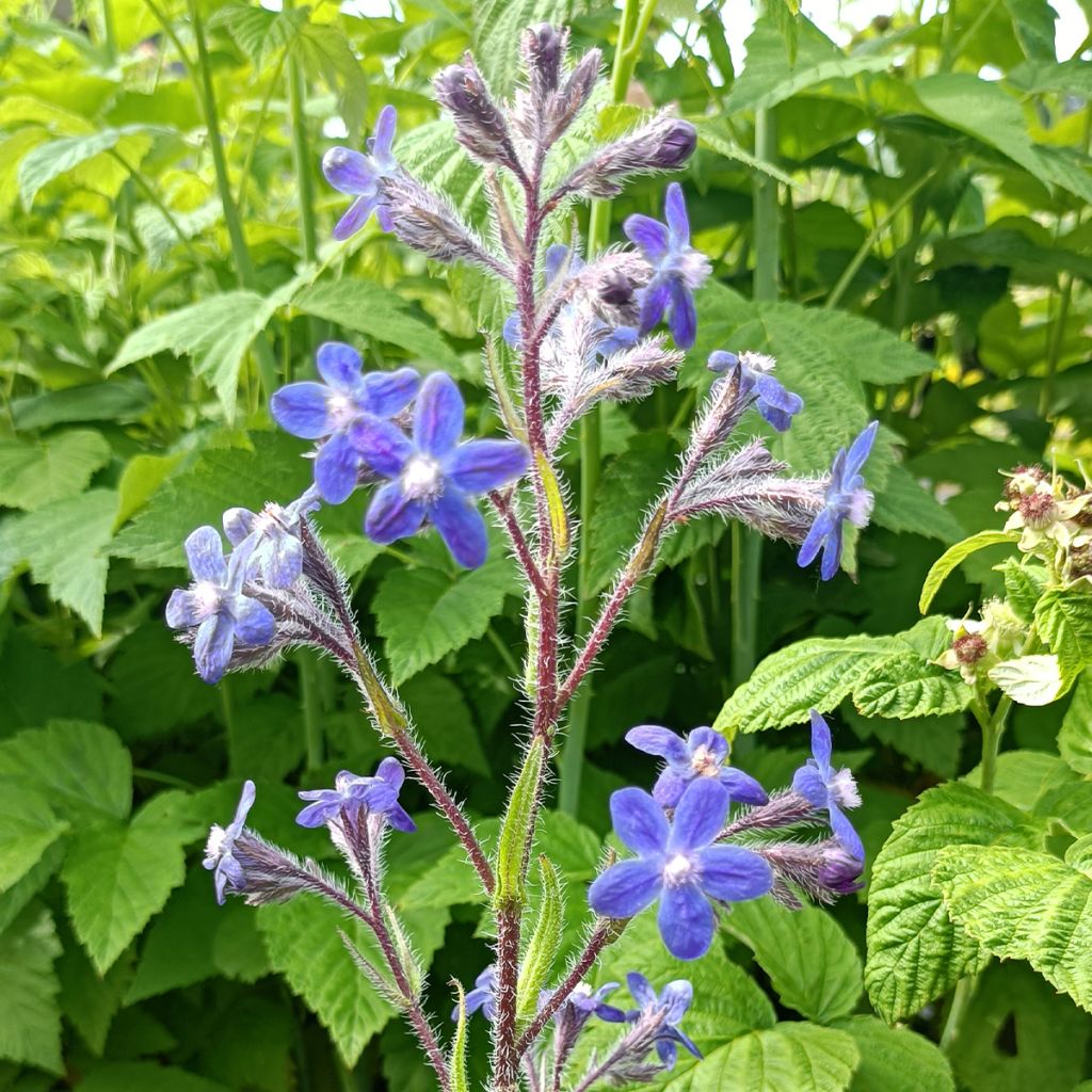 Anchusa azurea Dropmore