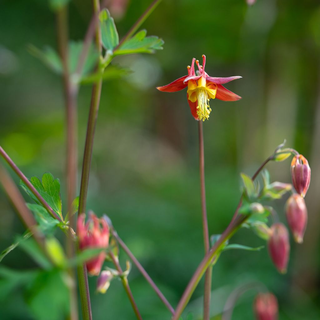 Aquilegia formosa - Columbine