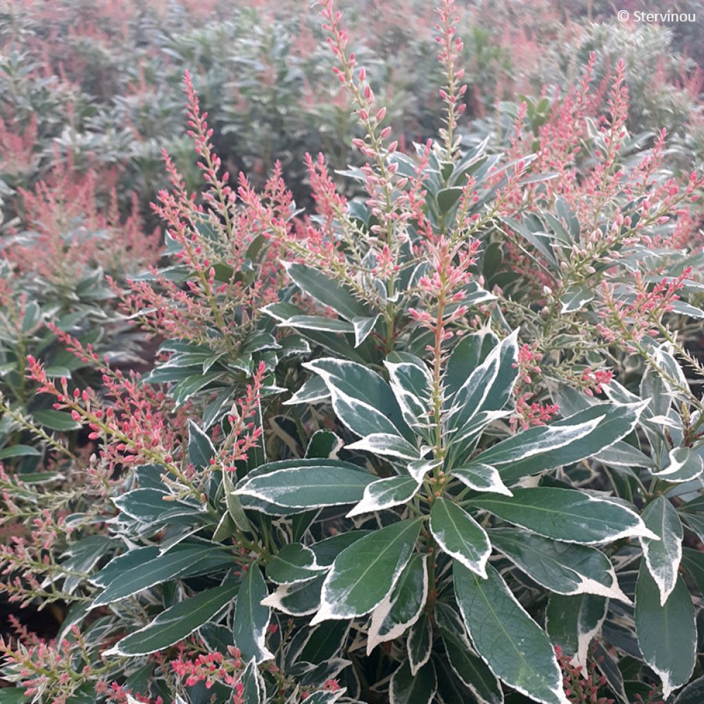 Pieris japonica Polar passion® - Japanese Andromeda