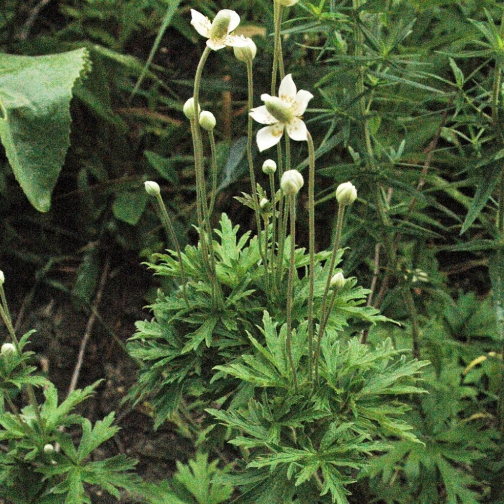 Anemone cylindrica