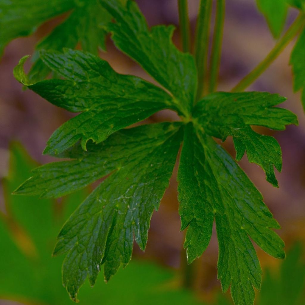 Anemone cylindrica