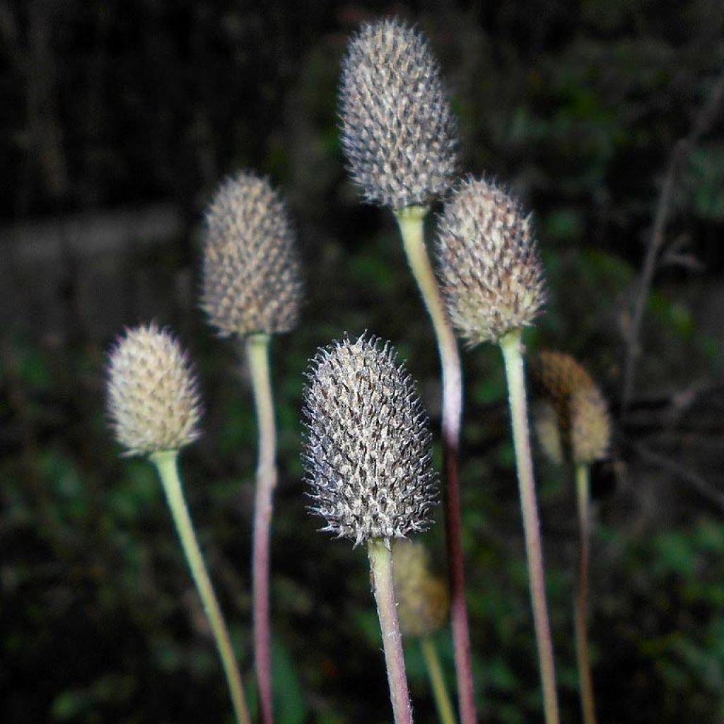 Anemone cylindrica