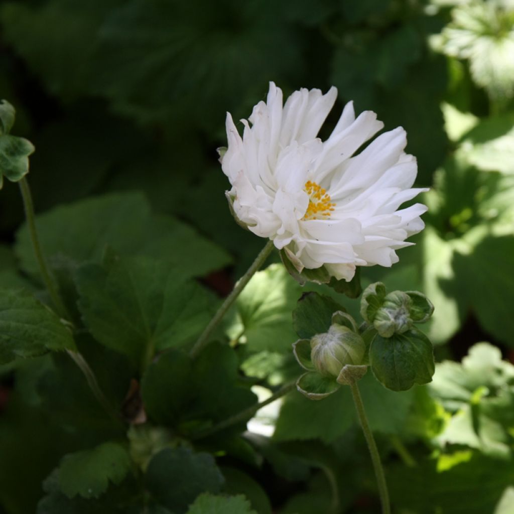 Anemone hybrida Tiki Sensation