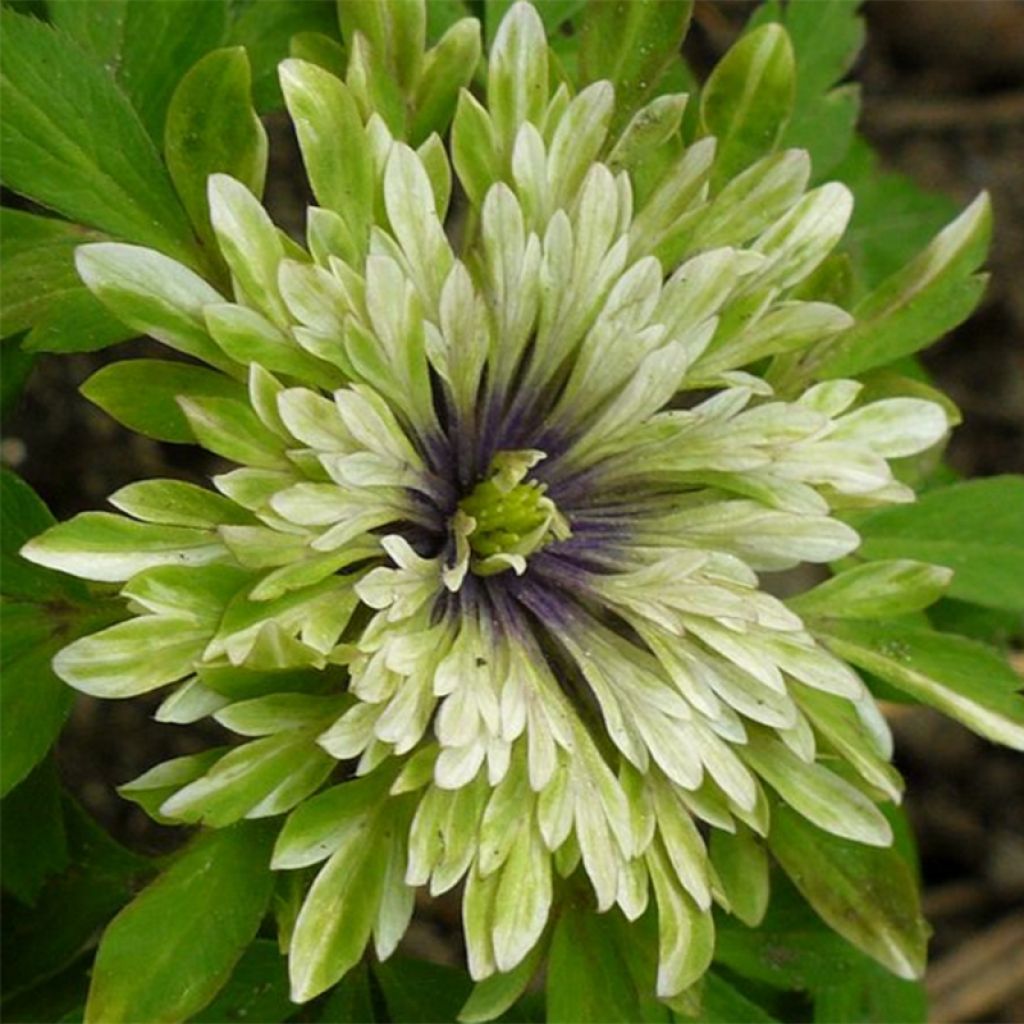 Anemone nemorosa Virescens - Wood Anemone