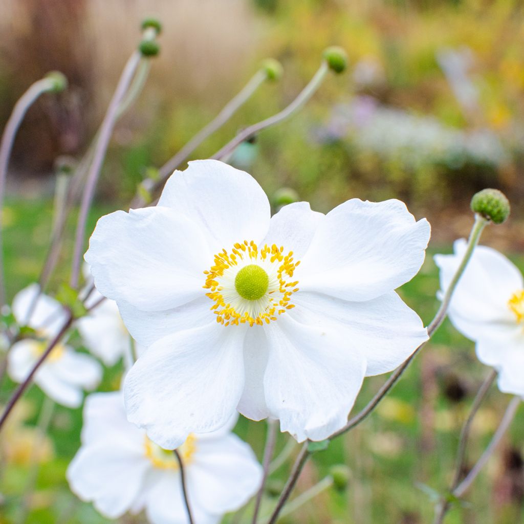 Anemone hybrida Whirlwind