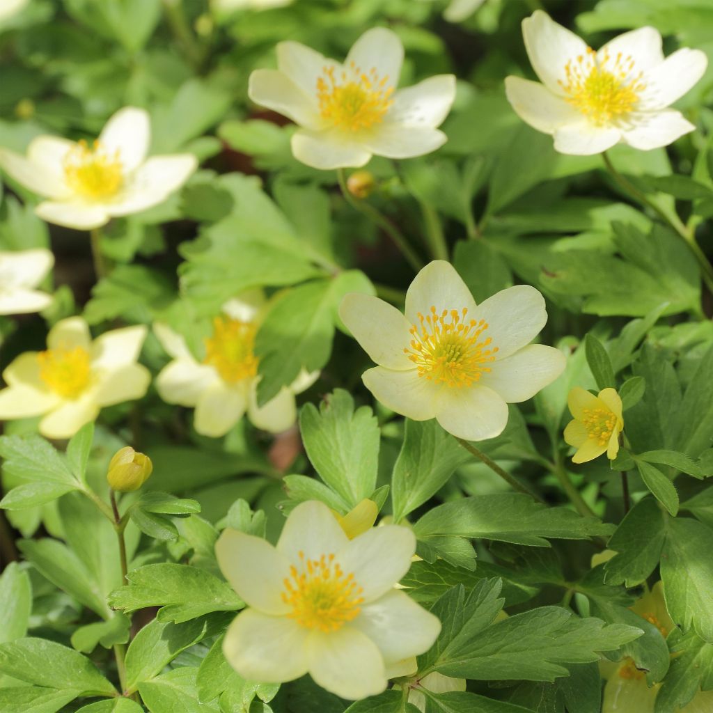 Anemone nemorosa x ranunculoides