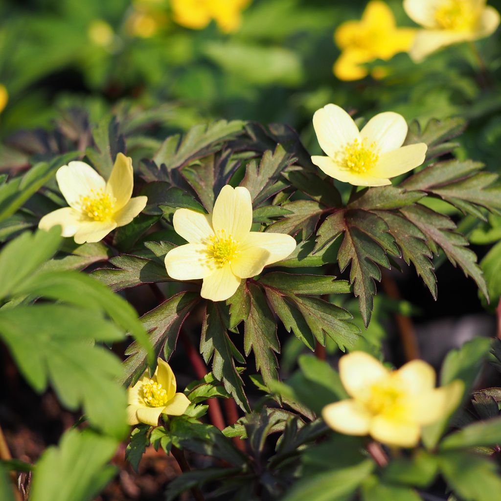 Anemone nemorosa x ranunculoides