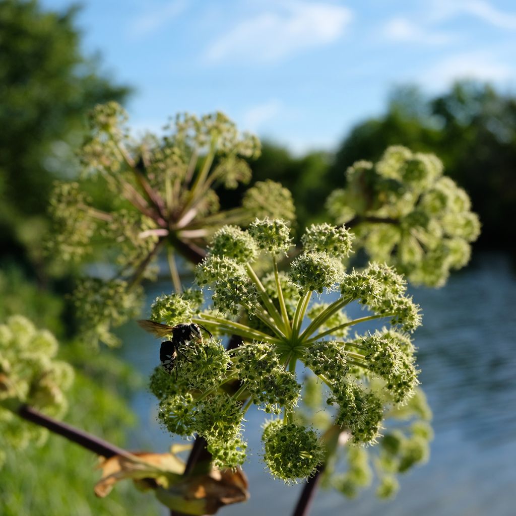 Angelica atropurpurea