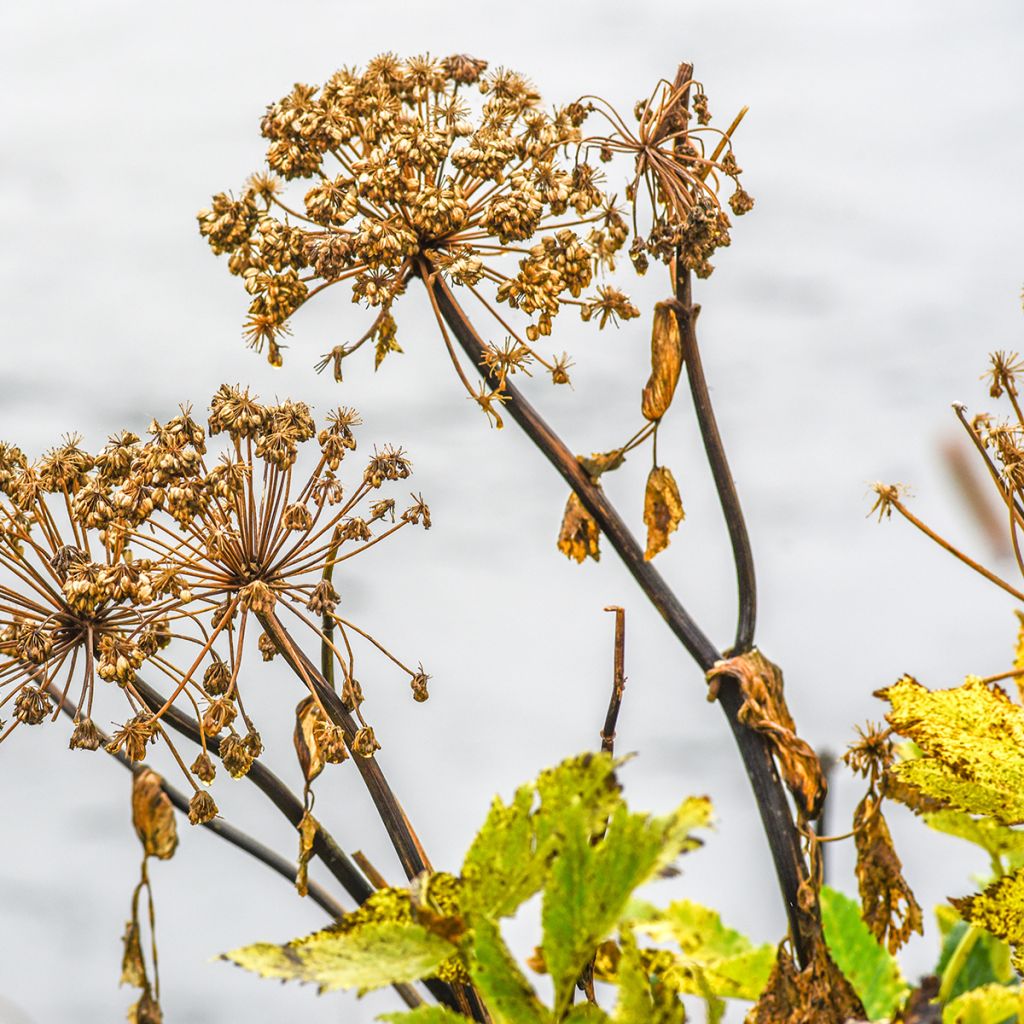 Angelica atropurpurea