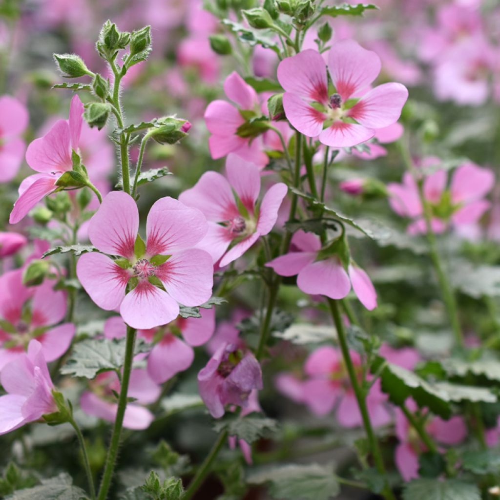 Anisodontea Lady in Pink - Cape Mallow