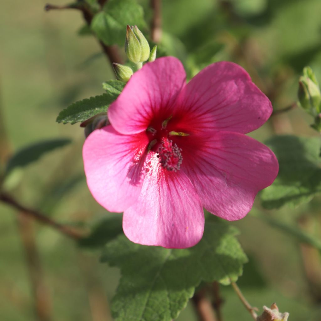 Anisodontea capensis El Rayo