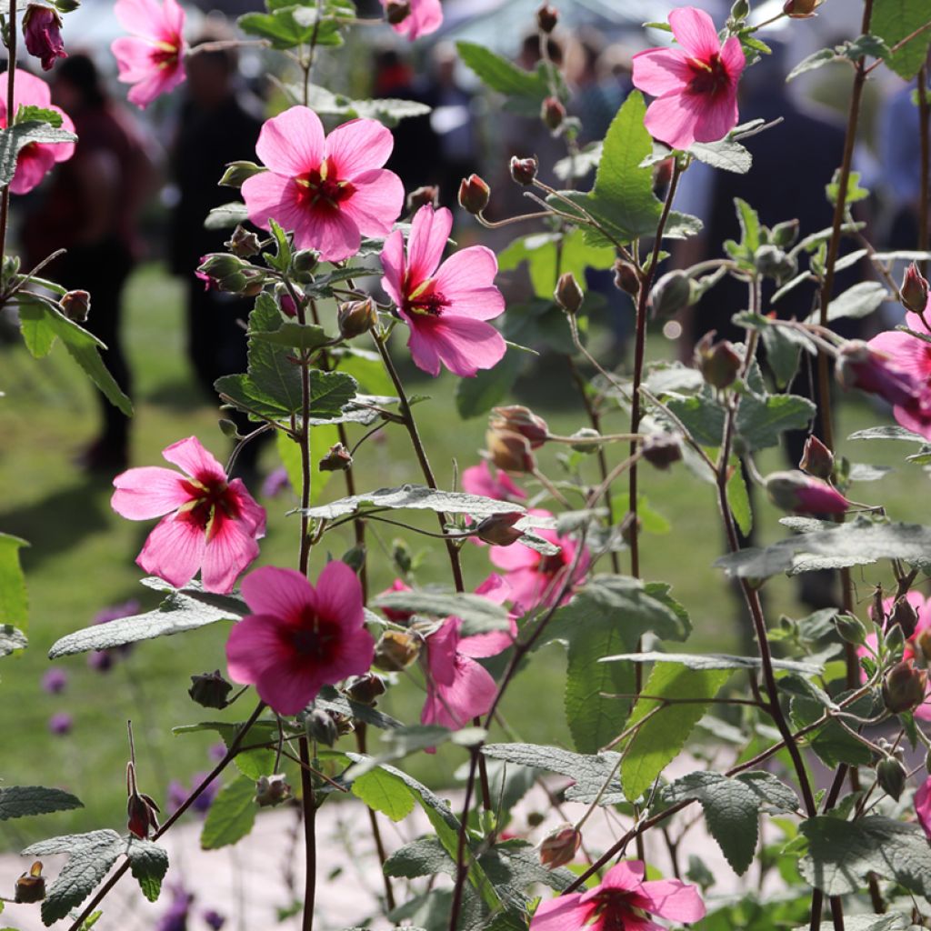 Anisodontea capensis El Rayo